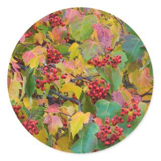 USA, Washington, Spokane County, Hawthorn Leaves 2 Classic Round Sticker