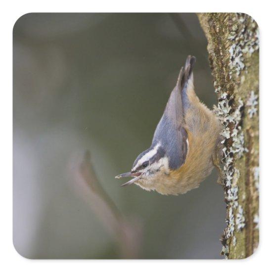 USA, Washington State, Red-brested Nuthatch, Square Sticker