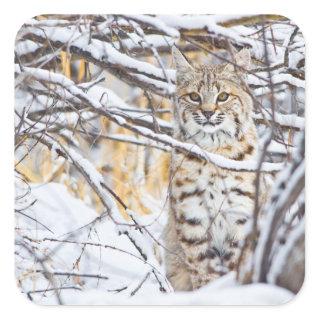 USA, Wyoming, Bobcat sitting in snow-covered Square Sticker