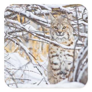 USA, Wyoming, Bobcat Square Sticker