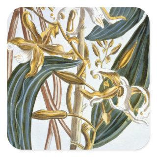 Vanilla pods, plate 65, from 'Collection Precieuse Square Sticker