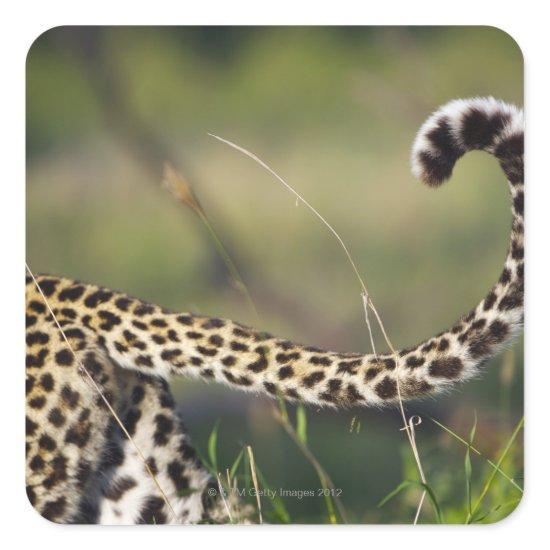 View of Leopards tail (Panthera pardus), Square Sticker