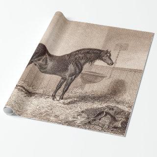 Vintage 1800s Horse Norfolk Cob Hackney Retro