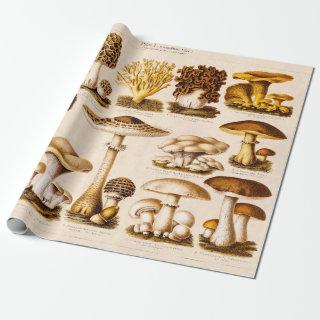 Vintage 1800s Mushroom Variety  Mushrooms Template