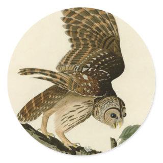 Vintage Audubon Barred Owl Hunting Bird Gift  Classic Round Sticker