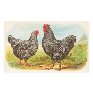Vintage Barred Plymouth Rock Chickens Stickers