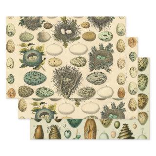 Vintage Bird Egg Nest Art Painting Eggs  Sheets