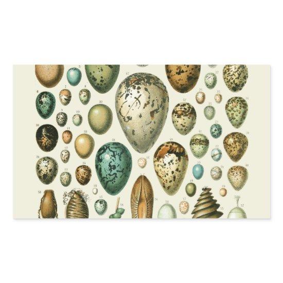 Vintage Bird Eggs French Fish Egg Art Rectangular Sticker