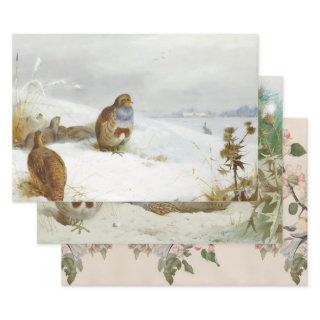 Vintage birds illustrations art  sheets