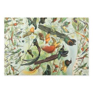 Vintage Birds Old Book Illustration Art Animals  Sheets