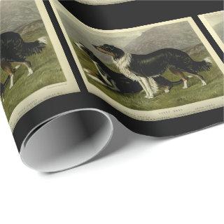 Vintage border collie sheep dogs