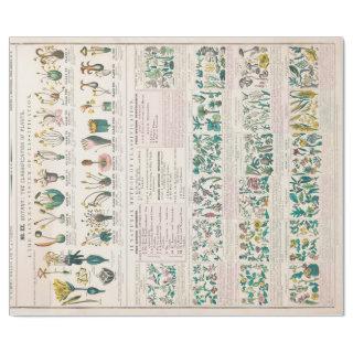 Vintage Botanical Chart: Classification of Plants