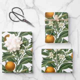 Vintage Botanical Orange Fruit Blossom Pattern   Sheets