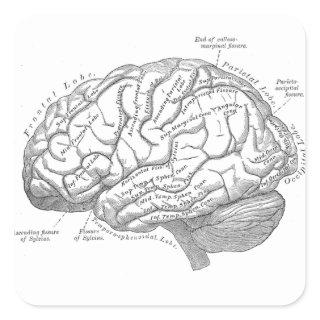 Vintage Brain Anatomy Square Sticker