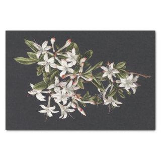 Vintage Branch of White Azaleas in Bloom Tissue Paper
