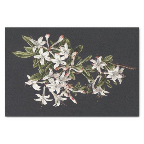Vintage Branch of White Azaleas in Bloom Tissue Paper