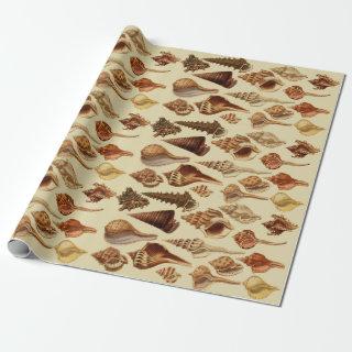 Vintage Brown Seashells Snails Coastal Under Sea