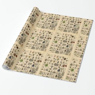 Vintage Bugs Insects Illustrated Chart Gift Wrap