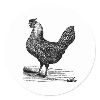 Vintage chicken vector vintage 1900 classic round sticker