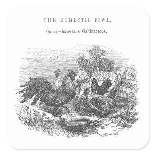 Vintage Chickens Pen and Ink Illustration Square Sticker