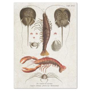 Vintage Crustacean Scientific Decoupage Tissue Paper