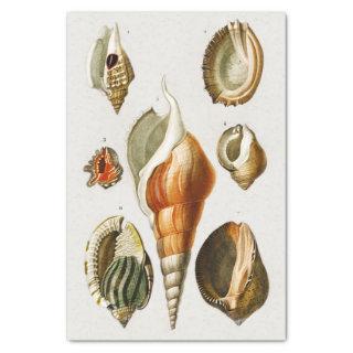 Vintage Different types of mollusks shells Tissue Paper