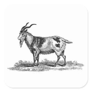 Vintage Domestic Goat Illustration - 1800's Goats Square Sticker