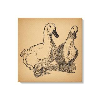 Vintage Duck Art Two Ducks Illustration Canvas Print