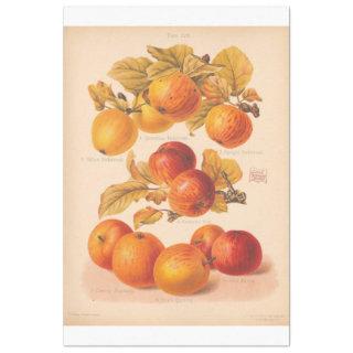 Vintage Ephemera Decoupage Autumn Apples Tissue Paper