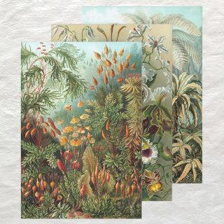 Vintage Ernst Haeckel Botany Designs  Sheets