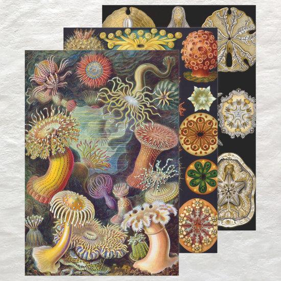 Vintage Ernst Haeckel Marline Life Designs  Sheets