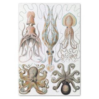Vintage Ernst Haeckel Squids and Octopus Poster Tissue Paper
