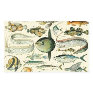 Vintage Fish Scientific Fishing Art Rectangular Sticker