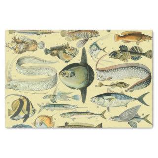 Vintage Fish Scientific Fishing Art Tissue Paper