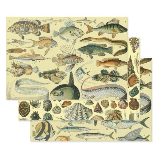 Vintage Fish Scientific Fishing Art  Sheets