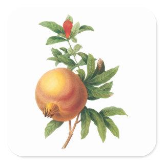 Vintage Food Fruit, Pomegranate by Redoute Square Sticker