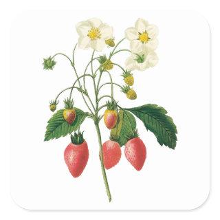 Vintage Fruit Berries Food Strawberries by Redoute Square Sticker