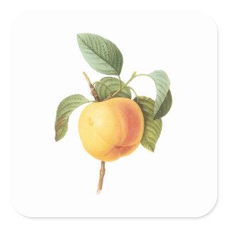 Vintage Fruit Food, Calville Apple by Redoute Square Sticker