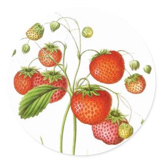 Vintage Fruit Stickers