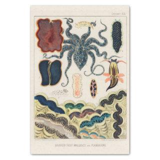 Vintage Great Barrier Reef Molluscs and Planarians Tissue Paper