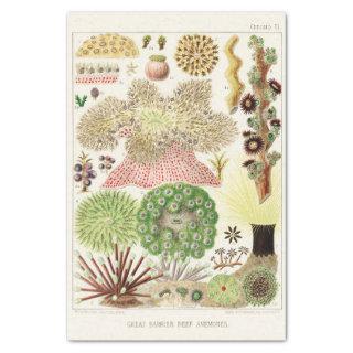 Vintage Great Barrier Reef of Australia Anemones Tissue Paper