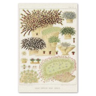 Vintage Great Barrier Reef of Australia Corals Tissue Paper