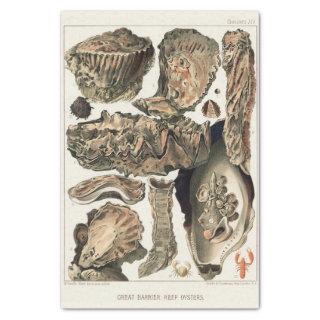 Vintage Great Barrier Reef of Australia Oysters Tissue Paper