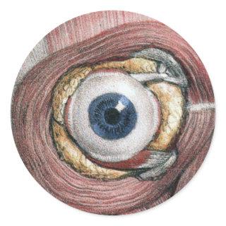 Vintage Human Anatomy, Eyeball Eye with Muscles Classic Round Sticker