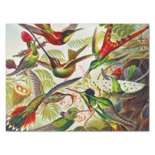 Vintage Hummingbirds by Ernst Haeckel Tissue Paper