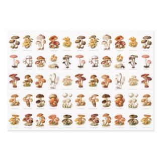 Vintage illustration edible non-edible mushrooms  sheets