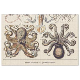 Vintage Octopus Squid by Ernst Haeckel Tissue Paper