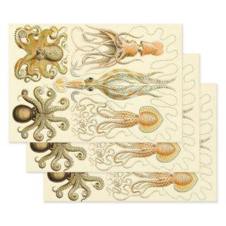Vintage Octopus Squid Gamochonia by Ernst Haeckel  Sheets