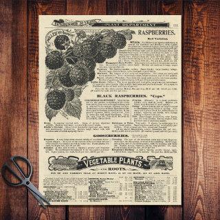 Vintage Raspberries Catalogue Illustrated Ad craft Tissue Paper