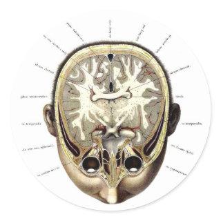 Vintage Scientific Anatomy Brain Sliced Classic Round Sticker